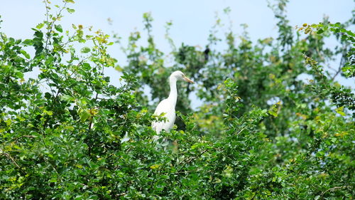 Low angle view of bird on plants against sky