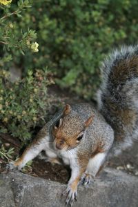 Squirrel on a tree