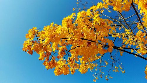 Low angle view of tree against blue sky