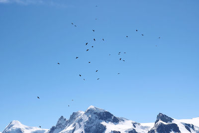 Low angle view of birds flying in sky