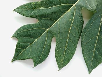 Close-up of leaves against white background