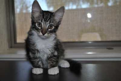 Portrait of kitten sitting on flooring at home