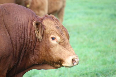 Close-up of a cow