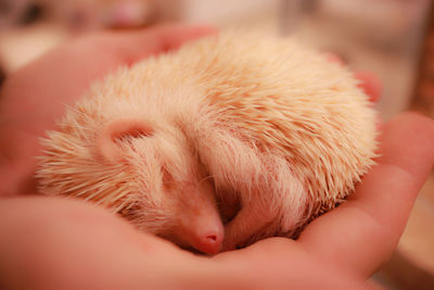 Close-up of hand sleeping