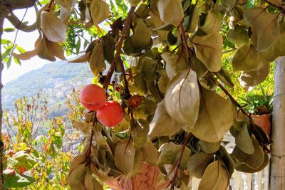 Close-up of fruits growing on tree