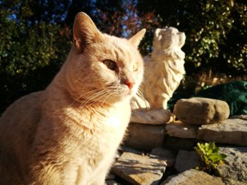 Close-up of cat sitting outdoors