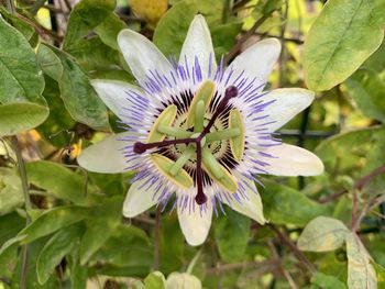 Close-up of purple flowering plant