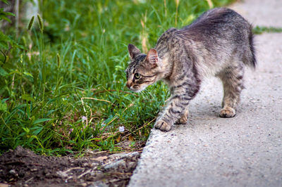 Cat walking in grass