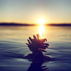 Close-up of plant against lake during sunset