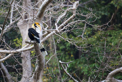 Bird perching on bare tree