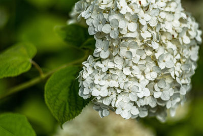 Close-up of white hydrangea