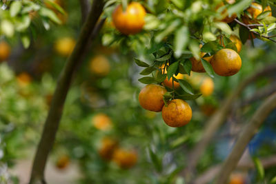 Close-up of fruits growing on tree