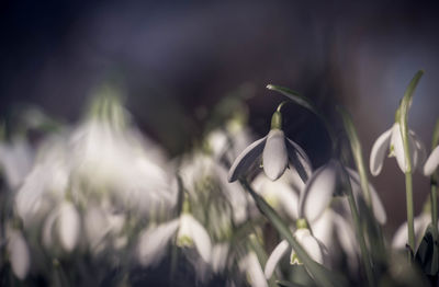 Close-up of white flowering plant