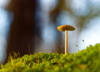 Close-up of mushroom growing on field