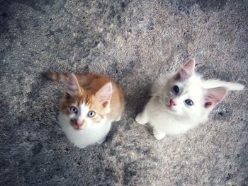 High angle portrait of cats on carpet