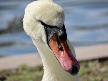 Closeup of a mute swan