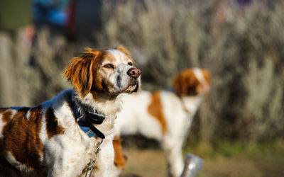 Close-up of dog standing outdoors