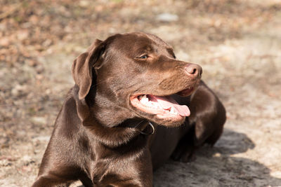 Close-up of a dog looking away