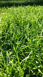 Full frame shot of grass on field