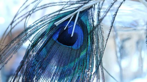 Close-up of peacock
