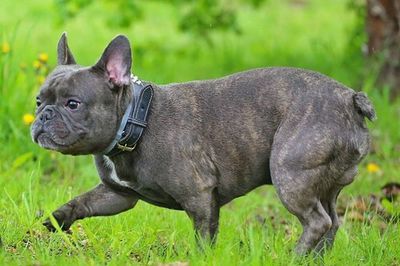 Dog relaxing on grassy field