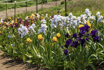 Purple flowering plants in park