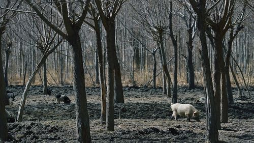 Pigs roaming amidst bare trees