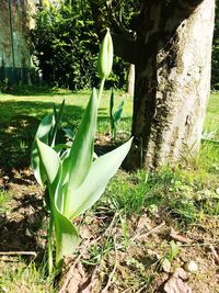 Close-up of plant growing on field