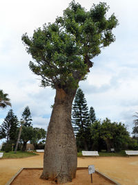 Tree against sky