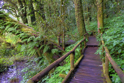 View of wooden footbridge in forest