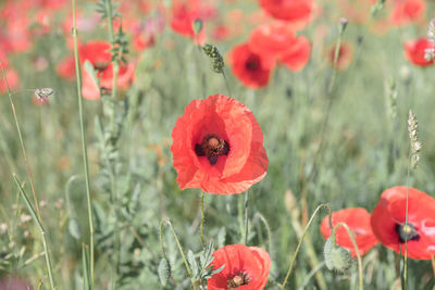 Close-up of red poppy flowers on field