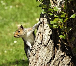 Squirrel on tree trunk