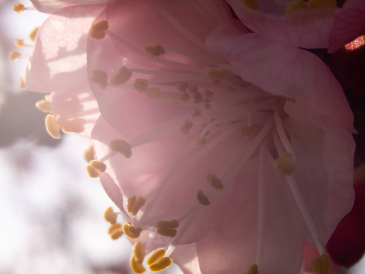 CLOSE-UP OF WHITE CHERRY BLOSSOM