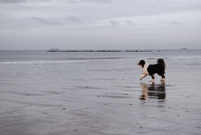 Dog standing on beach