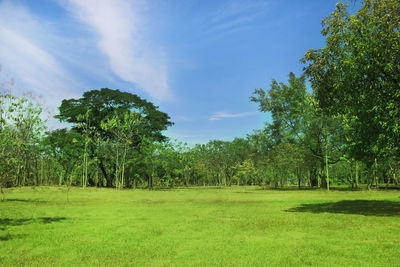 Trees on field against sky