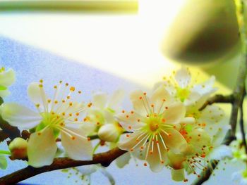 Close-up of white flowers