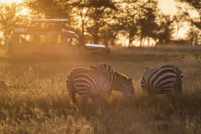 View of zebras on field