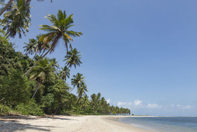 Scenic view of palm trees on beach against blue sky