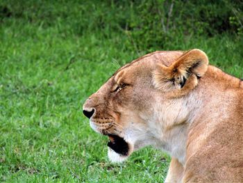 Portrait of a lioness  on grass