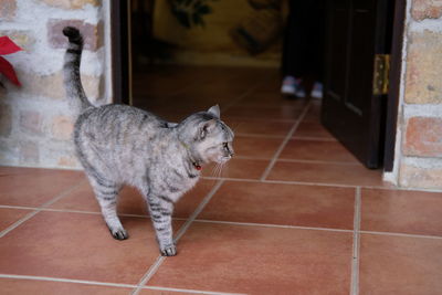 Cat lying on floor at home