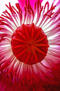 Close-up of red flower