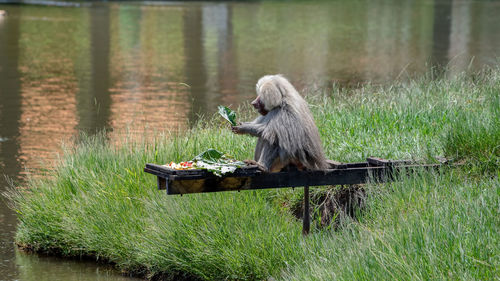 Monkey sitting on a land