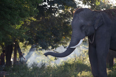 View of elephant in forest