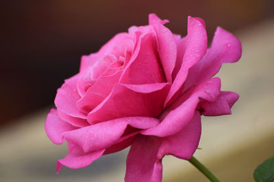 Close-up of pink rose