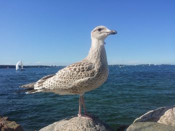 Seagull perching by sea against clear blue sky