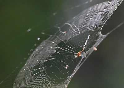 Close-up of spider on web