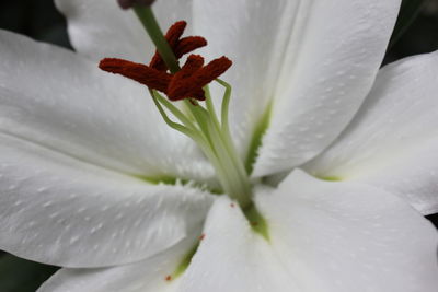 Close-up of white lily