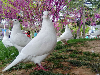 White bird on tree