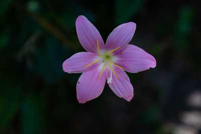 Close-up of pink flowering plant