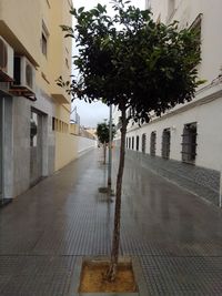 Footpath amidst trees and buildings in city